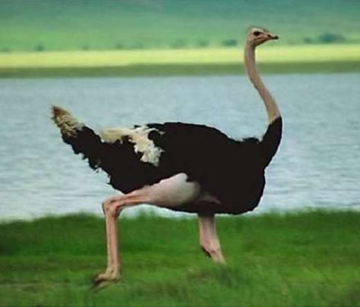 گوشت شتر مرغ